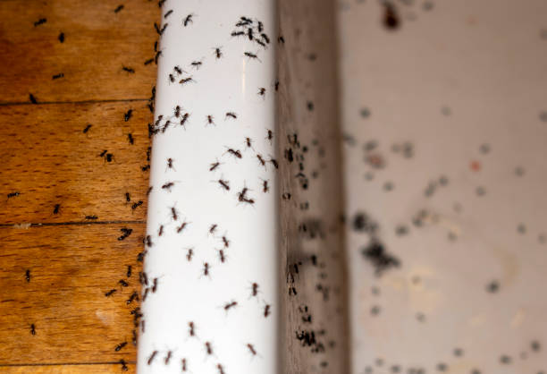 Best Mosquito Control Services  in Clio, MI